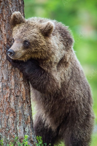 Close up Portrait of Cub of Brown bear (Ursus Arctos Arctos) in the summer forest. Natural green Background