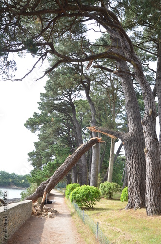 Branche tombée sur un muret en Bretagne photo