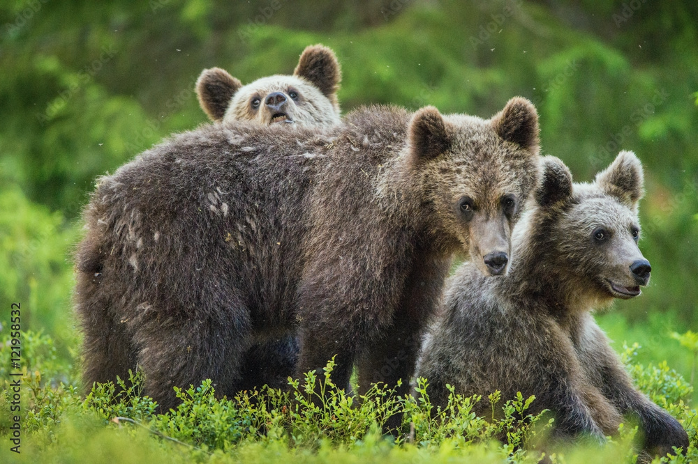 Cubs of Brown bear (Ursus Arctos Arctos) in the summer forest. Natural green Background Cubs of Brown bear (Ursus Arctos Arctos) in the summer forest. Natural green Background