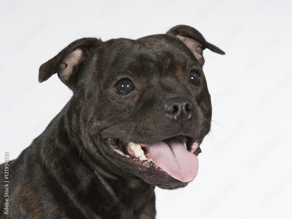 American staffordshire portrait. Image taken in a studio. American staffordshire portrait. Image taken in a studio.
