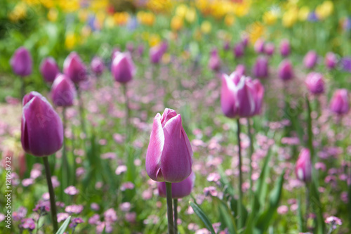 Purple Tulip Flowers with Selective Focus taken in Giverny in Monet's Garden