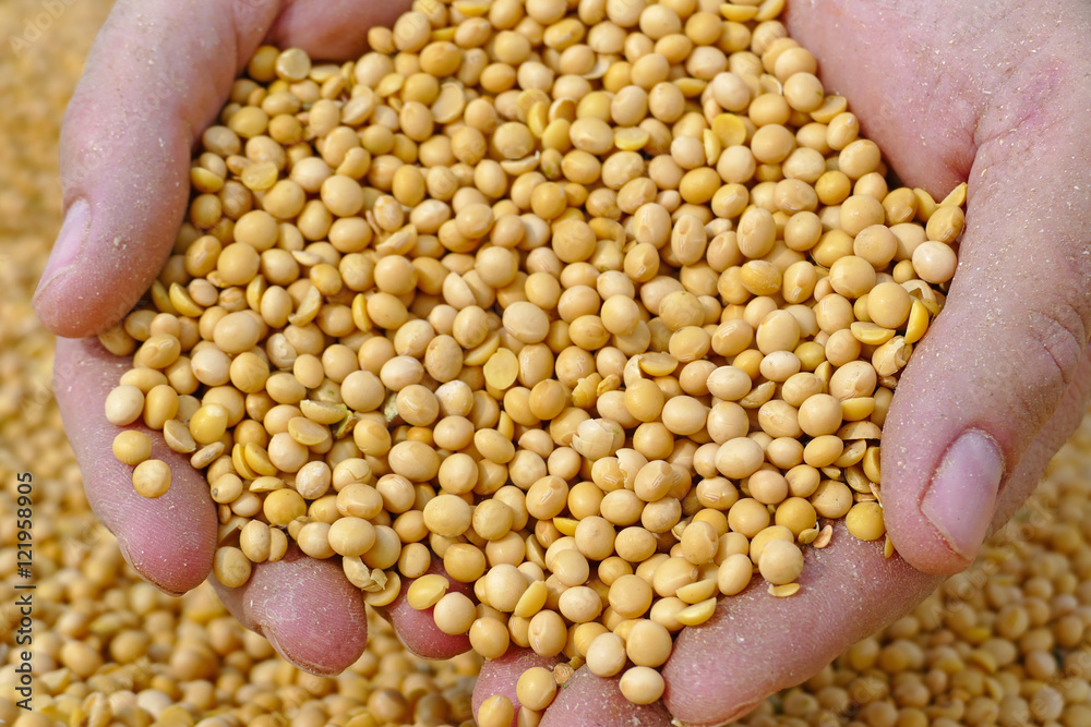 Soybean in a hand after good harvest of successful farmer Soybean in a hand after good harvest of successful farmer