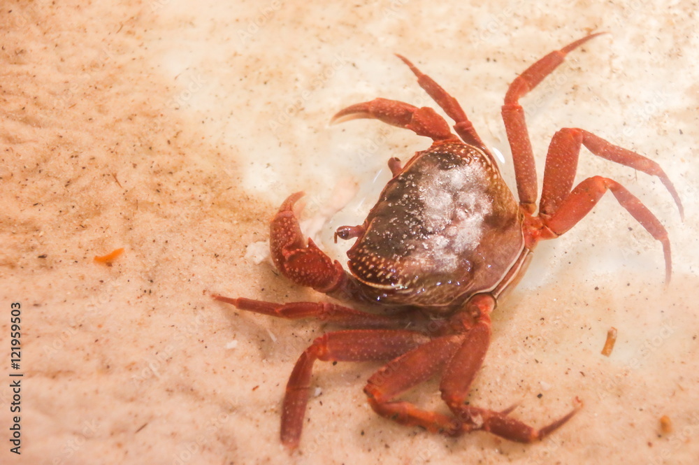 Fotografie Hairy Leg Mountain Crab