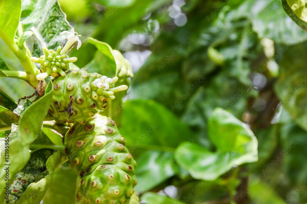 Great morinda, Indian mulberry, Noni, Beach mulberry, Cheese fruit (Morinda citrifolia L.)
