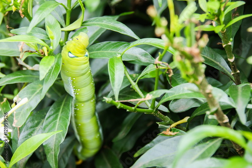 Green Caterpillar photo