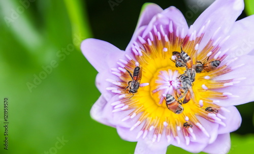 Obraz na płótnie Bees are trying to keep nectar pollen lotus in the pond w salonie