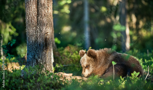 Cubs of Brown bear (Ursus Arctos Arctos) in the summer forest. Natural green Background