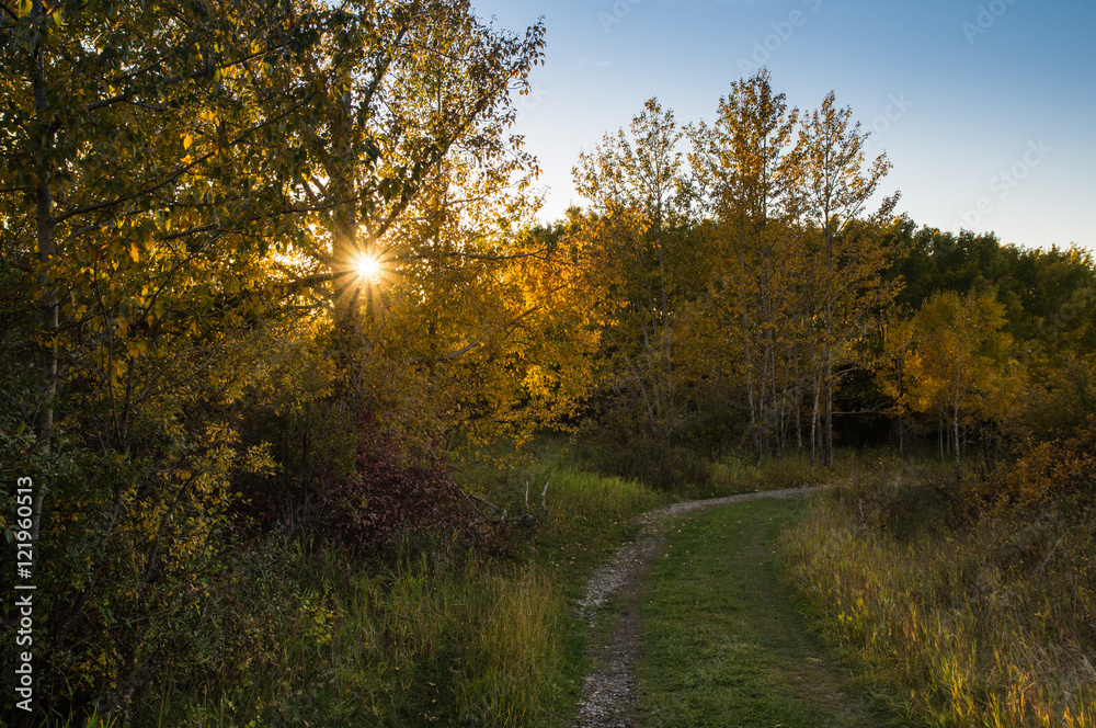 The sun shining through the trees on a footpath