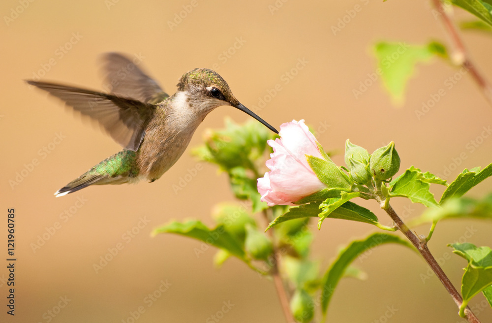 Young male Hummingbird feeding on a light pink Althea flower Young male Hummingbird feeding on a light pink Althea flower