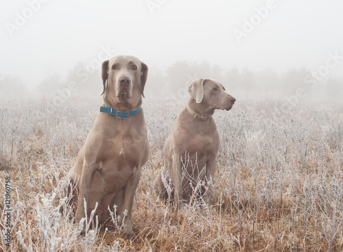 Two Weimaraner dogs in heavy fog on a cold, frosty winter morning