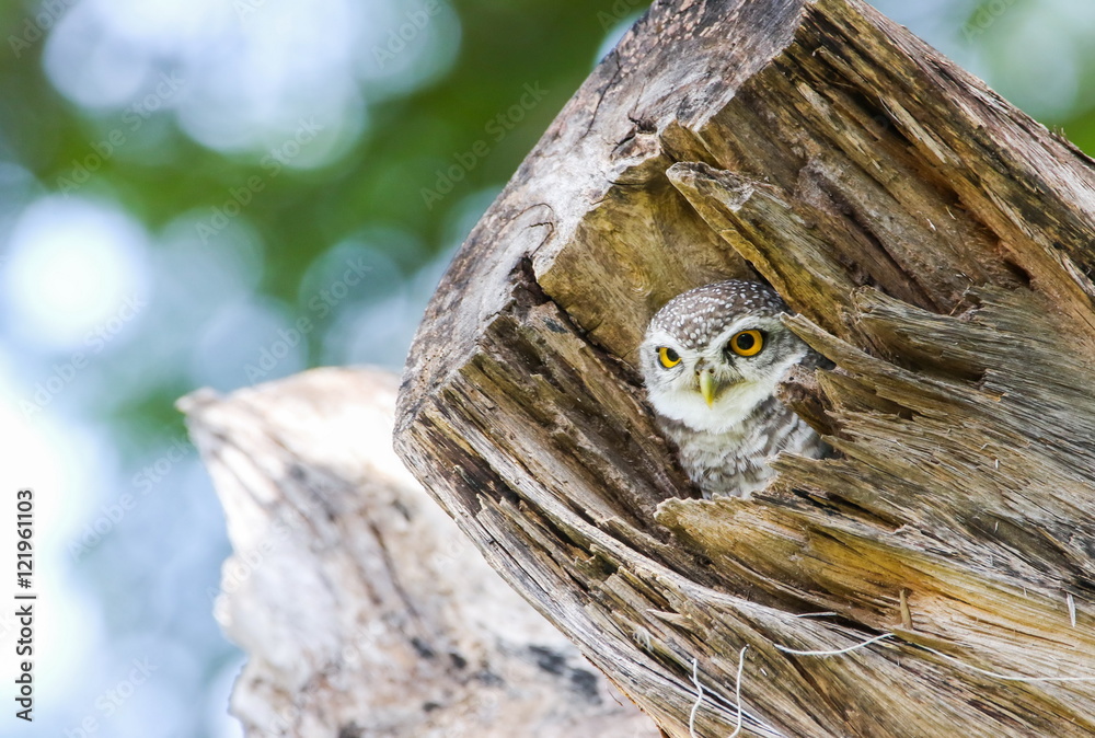 Spotted Owlet (Athene Brama) in tree hollow.
