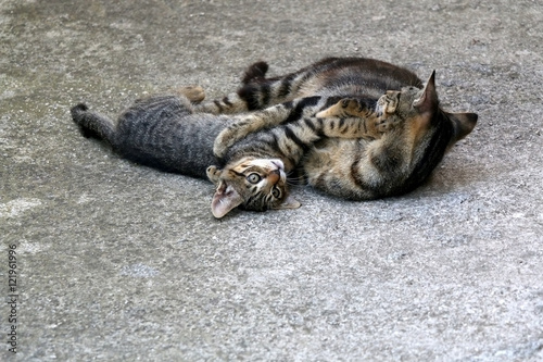 Cute tabby kitten playing with its mother outdoor. Selective focus.  © jelena990
