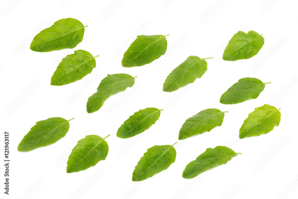 Holy Basil,Ocimum sanctum isolate on white Holy Basil,Ocimum sanctum isolate on white