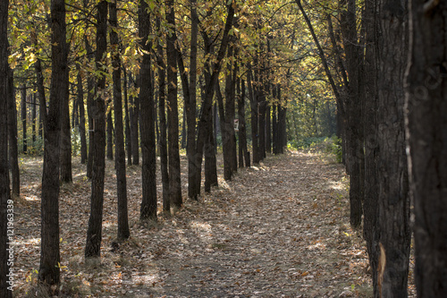 Fototapeta Naklejka Na Ścianę i Meble -  Beautiful oak grove, planted in neat rows in early autumn