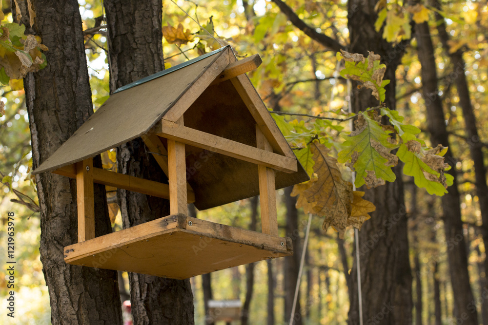 Feeders for birds in autumn oak forest Feeders for birds in autumn oak forest