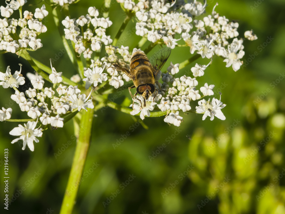 Horse-fly male on flower of Hogweed Sosnowski, Heracleum sosnowskyi, close-up, selective focus, shallow DOF Horse-fly male on flower of Hogweed Sosnowski, Heracleum sosnowskyi, close-up, selective focus, shallow DOF