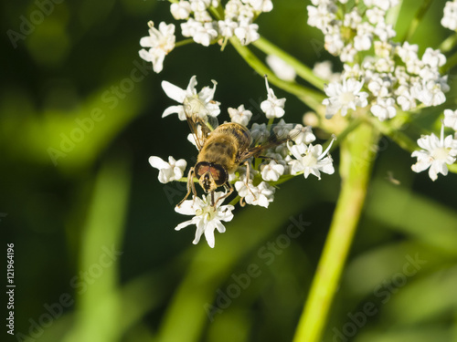 Horse-fly male on flower of Hogweed Sosnowski, Heracleum sosnowskyi, close-up, selective focus, shallow DOF