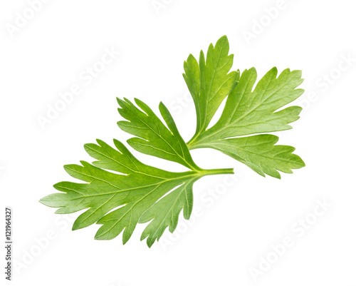 Parsley isolated on white