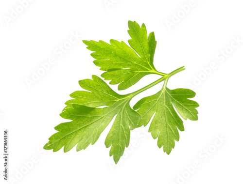 Parsley. One leaf isolated on white background