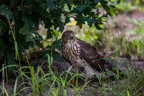 Red-tailed hawk on the ground