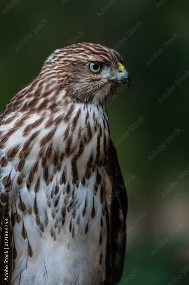 Cooper's hawk on the ground Cooper's hawk on the ground
