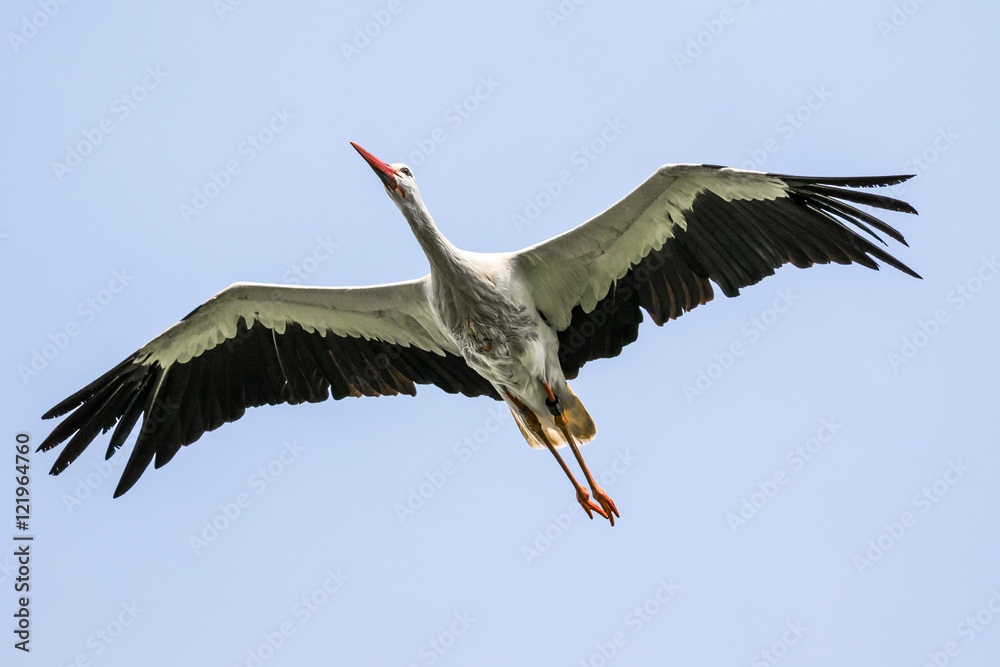 Fototapeta premium Weißstorch im Flug - Ciconia ciconia