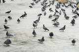 group/flock of pigeon or dove birds eating food on concrete floor/ground in Thailand.