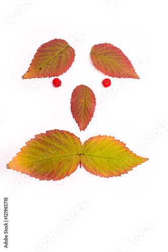 colorful leaves in autumn. face. isolate on white background