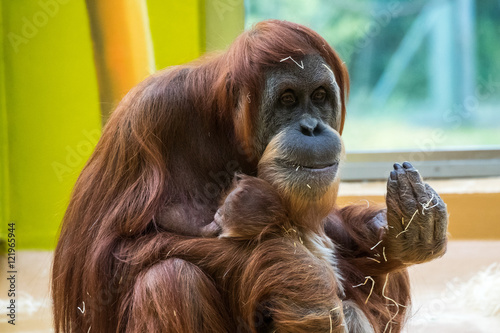 Orang Utan - Pongo mit Baby