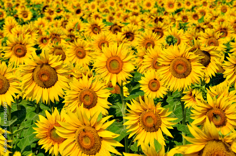 Young sunflowers bloom in field against a blue sky Young sunflowers bloom in field against a blue sky