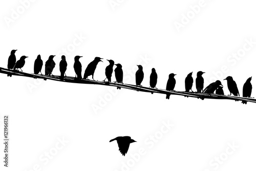 Young starlings on the wire. Silhouettes.
