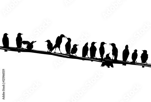 Young starlings on the wire. Silhouettes.