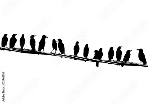 Young starlings on the wire. Silhouettes.