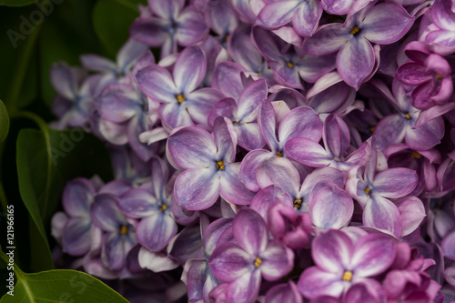 blooming lilacs © vaskin21