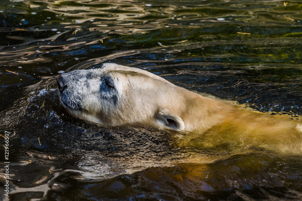 Fototapeta premium eisbär