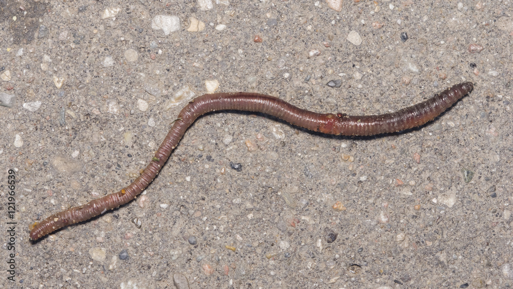 Long earth worm on asphalt road macro, selective focus, shallow DOF Long earth worm on asphalt road macro, selective focus, shallow DOF