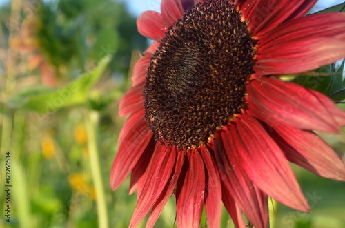 Fototapeta Naklejka Na Ścianę i Meble -  Red burgundy sunflower facing the sun