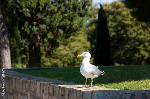 Seagull (Gull), Adriatic Sea