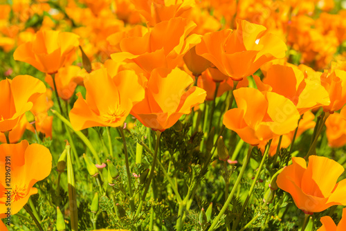 Fototapeta Naklejka Na Ścianę i Meble -  Orange poppies in a summer meadow on sunny day