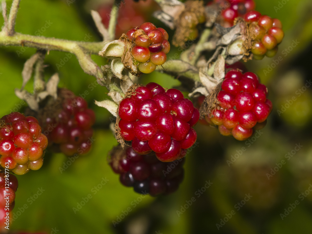 Wild blackberry riping on bush macro, selective focus, shallow DOF Wild blackberry riping on bush macro, selective focus, shallow DOF