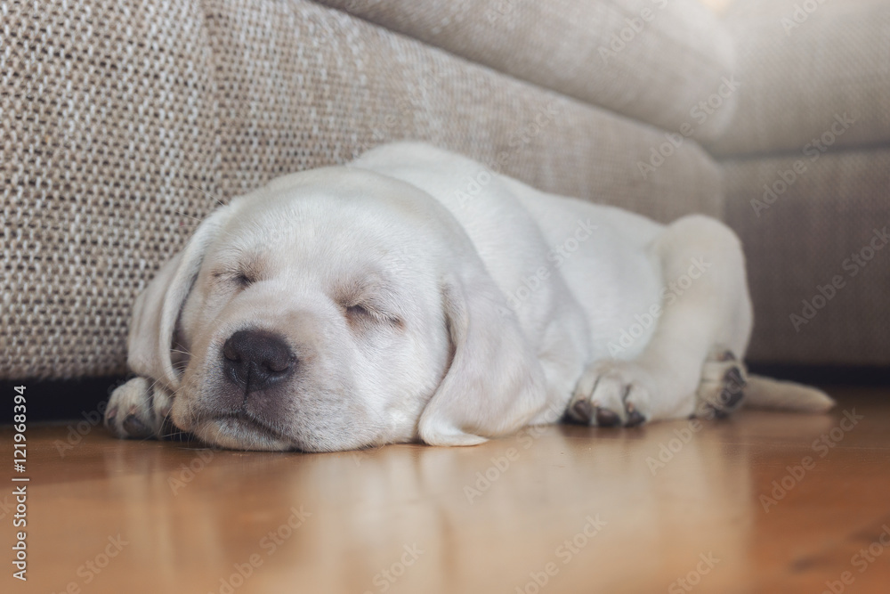 Supersüßer weißer junger Labrador Welpe am schlafen und träumen Supersüßer weißer junger Labrador Welpe am schlafen und träumen