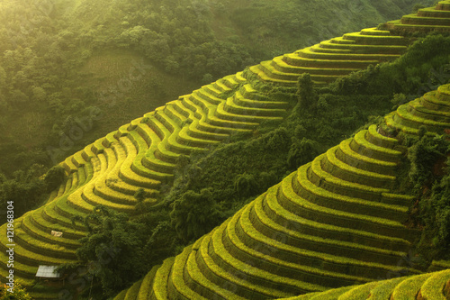 Beautiful Rice Terraces, South East Asia,Yenbai,Vietnam