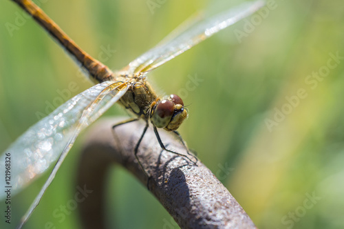 The having a rest dragonfly