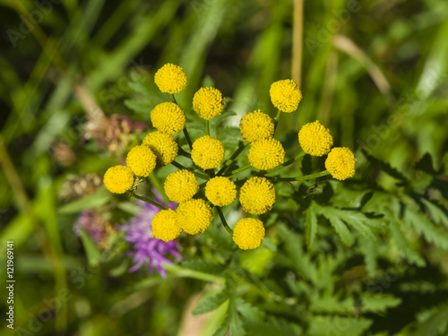 Blooming common tansy  tanacetum vulgare  golden buttons  macro  selective focus