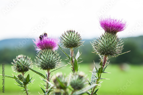milk thistle, meadow flower, Silybum marianum