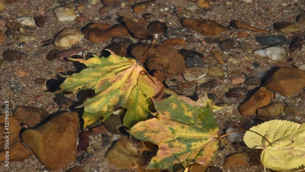 Autumn. The tree leaves on the water surface Autumn. The tree leaves on the water surface