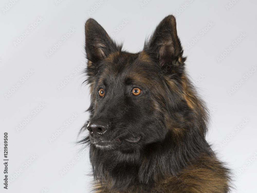 Belgian shepherd - Tervueren dog portrait. Image taken in a studio. Belgian shepherd - Tervueren dog portrait. Image taken in a studio.