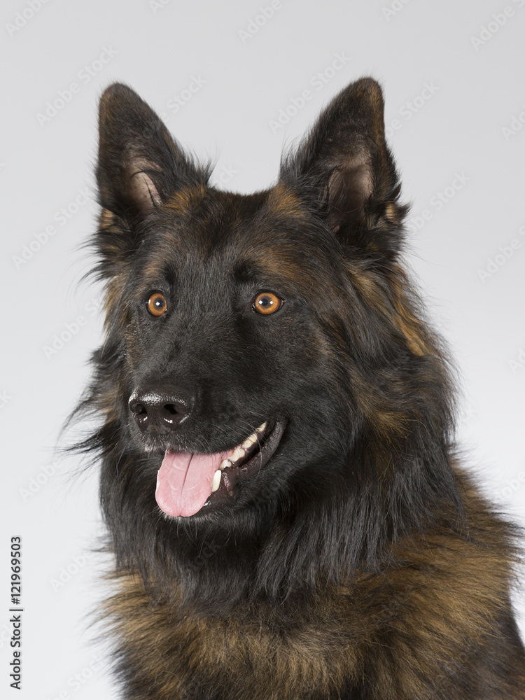 Belgian shepherd - Tervueren dog portrait. Image taken in a studio.