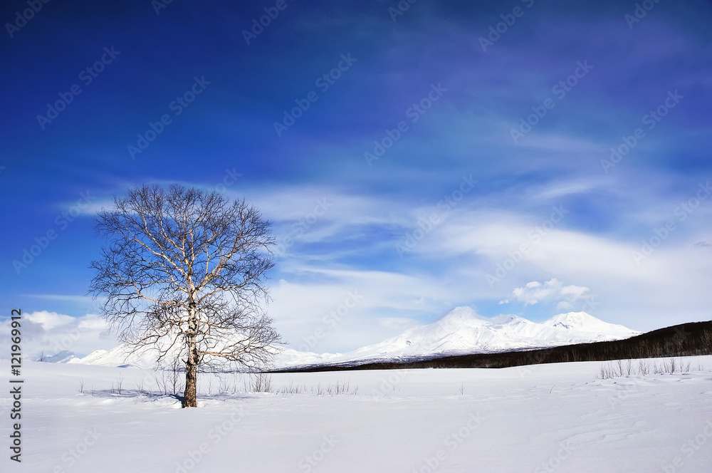 Tree on winter field and blue sky Tree on winter field and blue sky