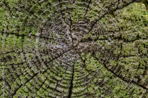 The cut of an old tree with tree rings and green moss. Vintage wood texture